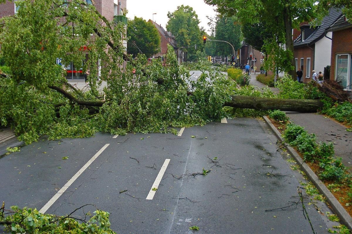 Umgestürzter Baum liegt auf der Straße