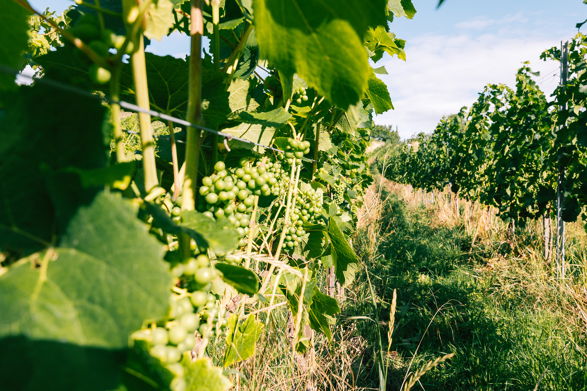 Weinreben Weinreben