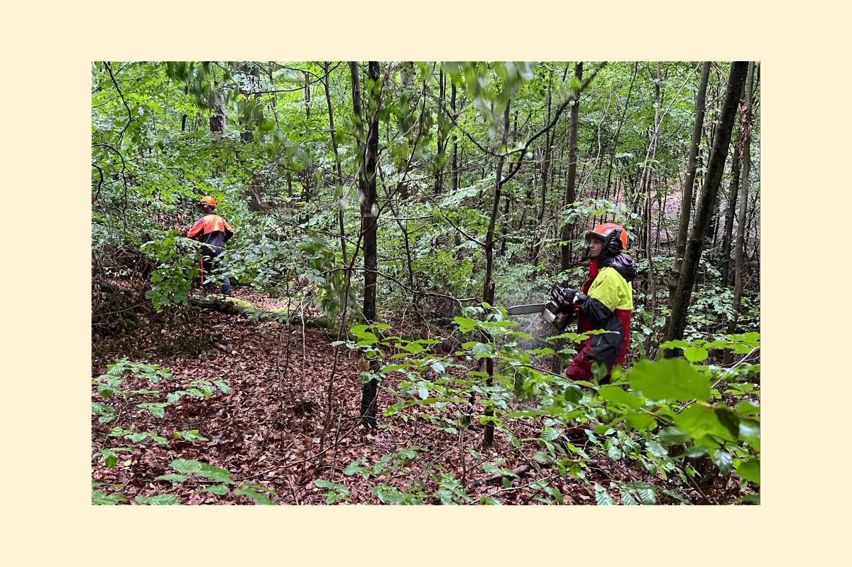 Gerlinger Stadtwald (Foto: Landratsamt Ludwigsburg)