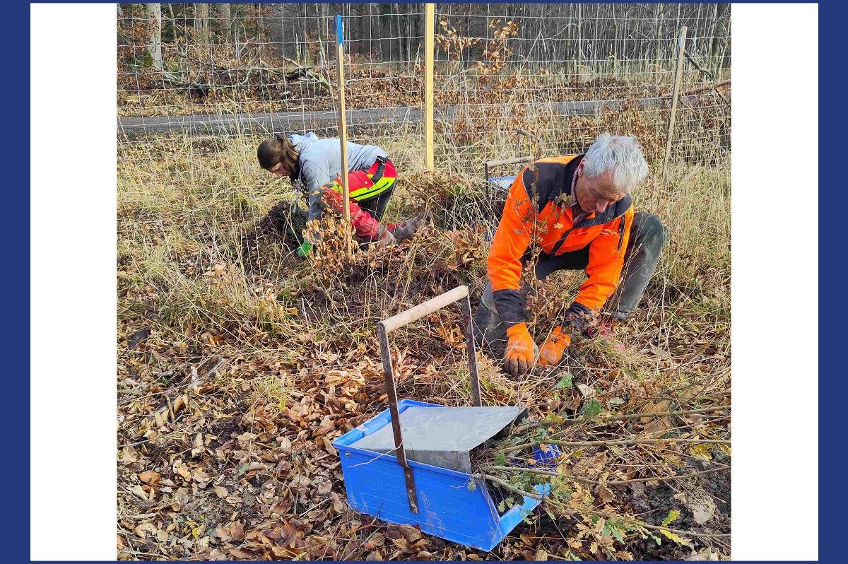 Pflanzung von Flaum- und Zerreichen in Gerlingen