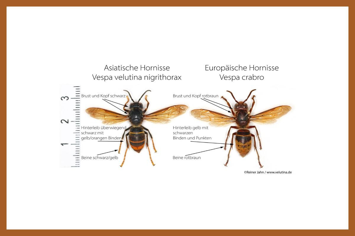 Vergleich Hornissen (Foto: Reiner Jahn)