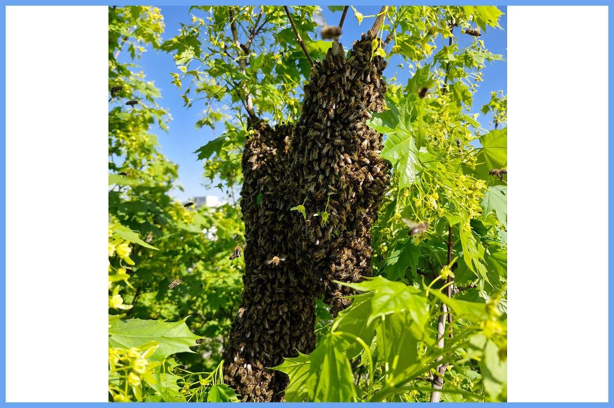Bienenschwarm