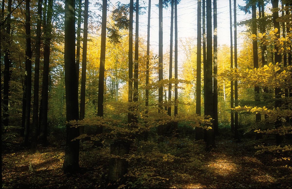 Gerlinger Wald