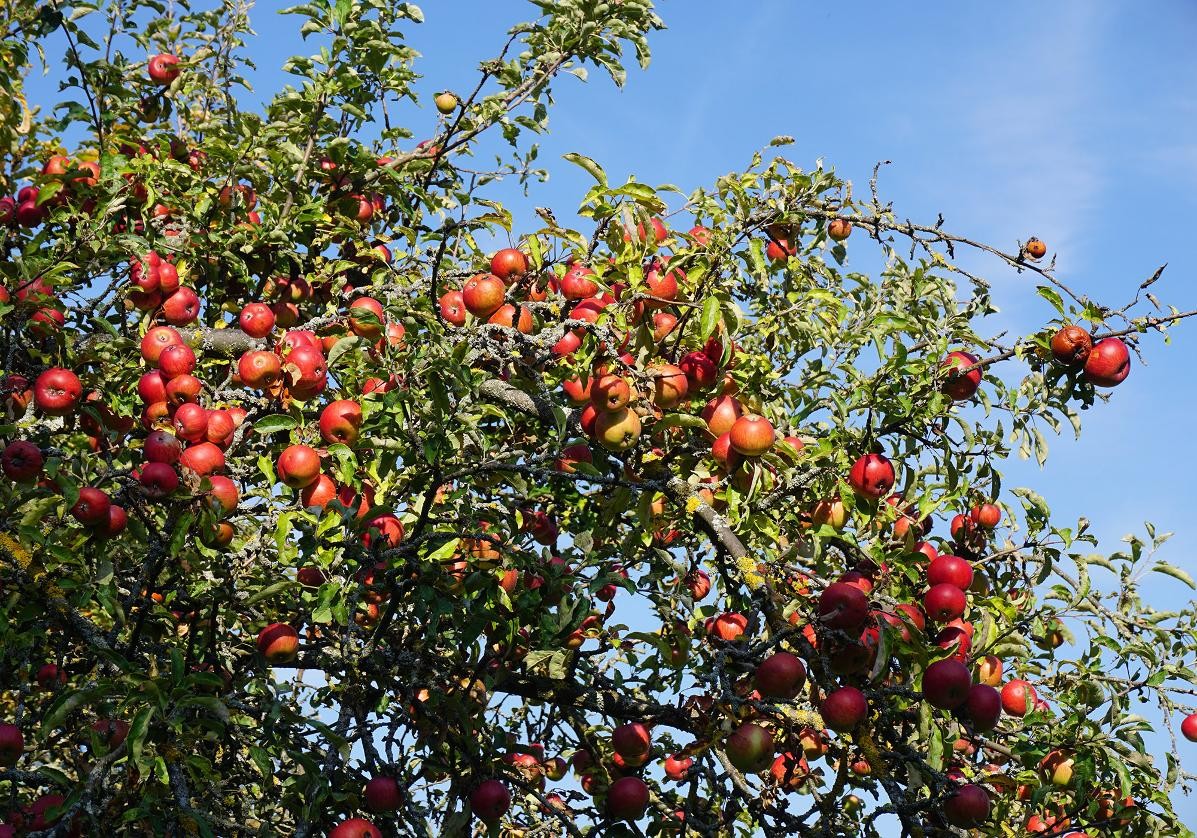 Apfelbaum Apfelbaum