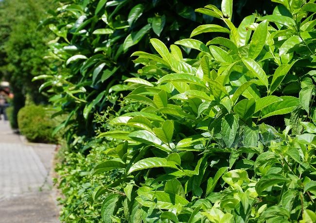 Hecke