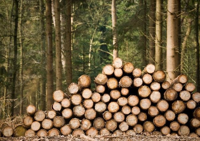 Holzstämme im Wald