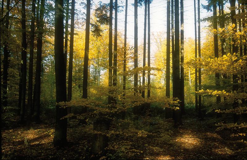 Gerlinger Wald © Petra Hagelauer
