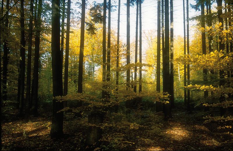 Der Gerlinger Wald Der Gerlinger Wald